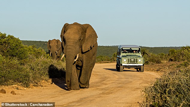 Un utilisateur de Reddit a imploré les touristes en Afrique du Sud de toujours rester dans leur véhicule lors d'un safari