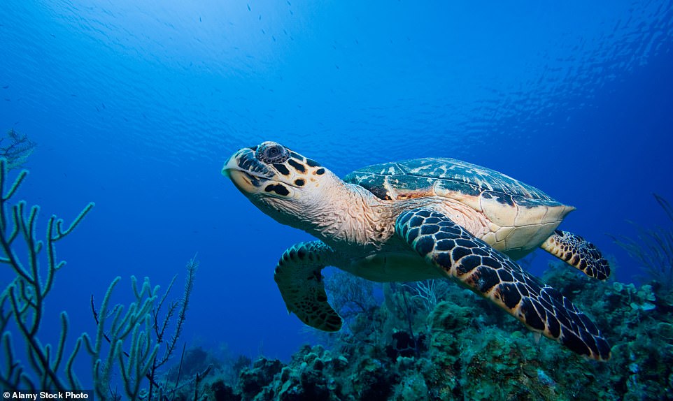 Harriet a repéré une `` belle tortue imbriquée couverte de lichens '' en nageant au large de Bawah