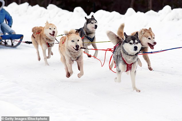Les chiens husky qui travaillent dans leurs harnais tirent un traîneau dans la neige