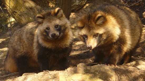 Animaux Du Japon