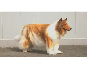 Toko-l-homme-chien-japonais