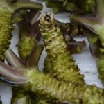 Tout ce que vous devez savoir sur le wasabi