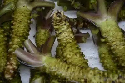 wasabi japonais