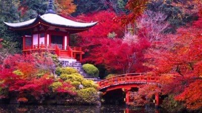 jardins japonais roses